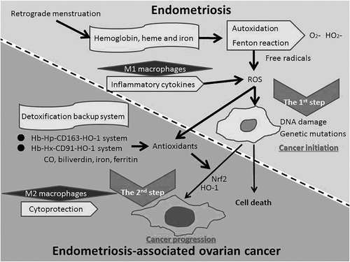 Figure 1 Scheme of possible involvement in the development of endometriosis-associated ovarian cancer. Based on the observations discussed we propose that hemoglobin-, heme-, and iron-induced oxidative stress and antioxidants are two significant factors that overlap and presumably exacerbate each other in endometriosis-associated ovarian carcinogenesis. Hemoglobin, heme, and iron associated with oxidative stress can initially induce DNA damage, genomic instability, mutations, and aberrant pro-tumorigenic signaling. High ROS levels are toxic to cells, induce cell death, and potentially block tumorigenesis. To balance oxidative stress, macrophages increase their antioxidant capacity, which strongly suggests that a sublethal level of ROS plays a causal role in cancer progression. We propose the two-step theory for the scheme of possible involvement in the development of endometriosis-associated ovarian cancer. Abbreviations: Hb, hemoglobin; Hp, haptoglobin; HO-1, heme oxygenase-1; CO, carbon monoxide; Nrf2, nuclear factor, erythroid 2; ROS, reactive oxygen species.