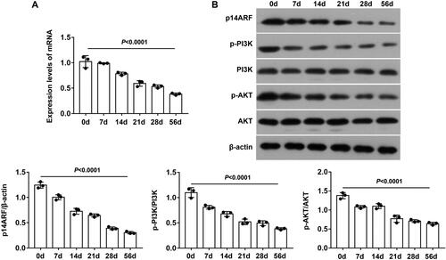 Figure 1. P14ARF and PI3K/AKT pathway participated in the development of BO. (A) mRNA levels of p14ARF, PI3K, and AKT were detected by RT-qPCR (n = 3). (B) Expression levels of p14ARF, p-PI3K, and p-AKT were measured by western blot (n = 3).