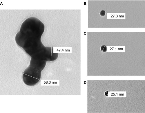 Figure 2 A to D transmission electron micrographs on supportive film showing the morphology of silver nanoparticles used in the experiment and indicating variable dimensions. Scale bars from 25.1–58.3 nm.