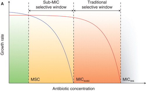 Figure 1. Schematic representation of growth rates as a function of antibiotic concentration. (MICsusc = minimal inhibitory concentration of the susceptible strain; MICres = minimal inhibitory concentration of the resistant strain; MSC = minimal selective concentration.) In green is the concentration range below the MSC in which the susceptible strain (blue line) will outcompete the resistant strain (red line) due to fitness cost of resistance. Orange (sub-MIC selective window) and red (traditional mutant selective window) indicate concentration intervals where the resistant strain will outcompete the susceptible strain due to the selective effect of antibiotic. Reproduced from (Citation5).
