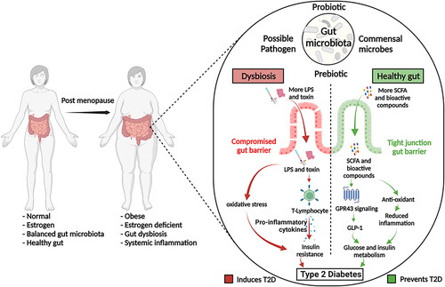 Figure 3. Role of gut microbiota in the progression of type 2 diabetes among post-menopausal women.
