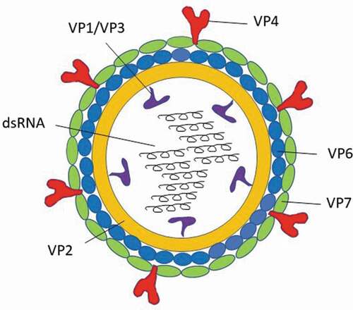 Figure 1. Rotavirus structure and potential vaccine targets.