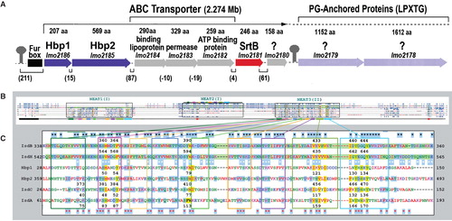 Figure 6. Hn/Hb binding proteins of Gram (+) bacteria. (A) The srtB region of the L. monocytogenes chromosome contains proteins with either sortaseB (purple loci) and sortaseA (light purple loci) recognition sites. (B) The full-length sequences of IsdA (354 aa), B (645 aa), C (227 aa) and H (895 aa) of S. aureus show homology to Hbp1 (207aa) and Hbp2 (569 aa) of L. monocytogenes. In a CLUSTALW comparison, the ∼ 125 residue NEAT domains (boxed regions) of IsdA, C, Hbp1 and the two NEAT-domains of IsdB or Hbp2 are aligned (once or more) to the three predicted NEAT-domains of IsdH (highlighted green). (C) Homology in NEAT3 of IsdH. Identical amino acids are highlighted blue; black stars mark identity between IsdB and H; red stars mark identity between IsdA or C and Hbp1 or 2; white stars mark identity between IsdB or H and IsdA or C or Hbp1 or 2. NEAT domains of IsdA, C and NEAT3 of IsdH were crystallographically solved, allowing denotation of their secondary structures (8 β-strands and 1 short α-helix; boxed in colors); Hn-contact residues (and identical a.a in other proteins) are highlighted yellow. IsdB (NEAT2) and H (NEAT3) are 58% identical; IsdA, C, Hbp1, 2 and IsdH (NEAT3) are 49% identical. This Figure is reproduced in color in the online version of Molecular Membrane Biology.