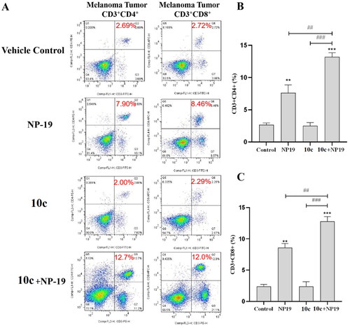 Figure 12. Detection of infiltrating lymphocytes in melanoma tumour tissues by flow cytometry. (A) Representative images for CD3+CD4+ cells (helper T cells) and CD3+CD8+ cells (activated cytotoxic T cells) in tumour tissues of vehicle control, 10c, NP19, (NP19 + 10c) combination-treated mice; melanoma tumour CD3+CD4+ (B) and CD3+CD8+ (C) cells in vehicle control, 10c, NP19, (NP19 + 10c) combination-treated mice. ***p < 0.001, **p < 0.01 compared with vehicle group (n = 6, Dunnett’s multiple comparison test).