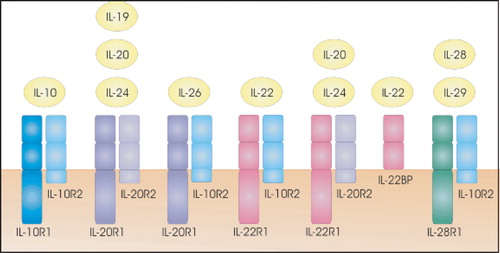 Figure 7 Receptors for IL‐10 and the IL‐10‐related cytokines. Cytokine receptor family class II members are receptors for IL‐10‐related cytokines.