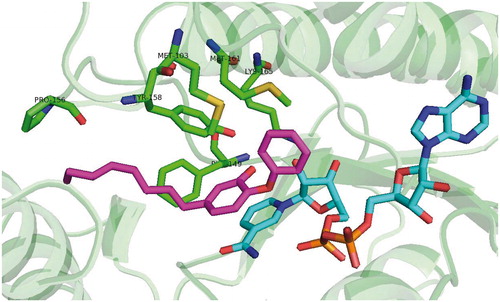 Scheme 1. Alkyl substituted diphenylether inhibitor (5) binding mode (pdb no. 2B37).