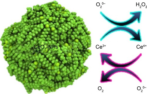 Figure 4 Superoxide dismutase mimetic activity of CeO2-nanoparticles.