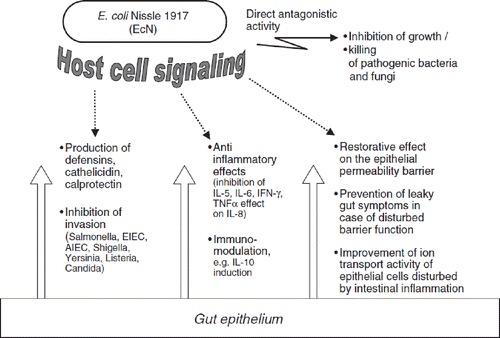 Figure 18. Schematic summary of pharmacodynamic activities of probiotic E. coli strain Nissle 1917 (EcN) in the gut lumen (antagonistic activity), and at the intestinal epithelium and beyond (host cell signaling).