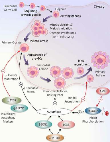 Figure 1. Deviation in autophagy during initial follicular growth phase: from the origin of oocytes to initial recruitment. Folliculogenesis begins when the precursor primordial germ cells arrive in the ovary. The resultant oogonia increase its population by mitotic division, subsequently induces meiosis. The formation of oocytes is marked with the arrest of meiotic division. Primordial follicle production constitutes the resting pool of follicles. Follicles are continuously recruited from the primordial resting pool to enter the growth phase to become primary follicles. Autophagy supports the growth of oocytes and the formation of the resting follicles pool but opposes the initial recruitment of the primordial follicles. A decrease in the level of autophagy markers (ATG7 and BECN1) directly inhibits oocytes maturation. MTOR inactivation causes an increase in LC3B and BECN1 to enhance autophagy. AMH decreases FOXO3A activation and supports autophagy
