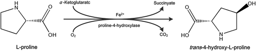 Figure 1. The catalysis of proline-4-hydroxylase.