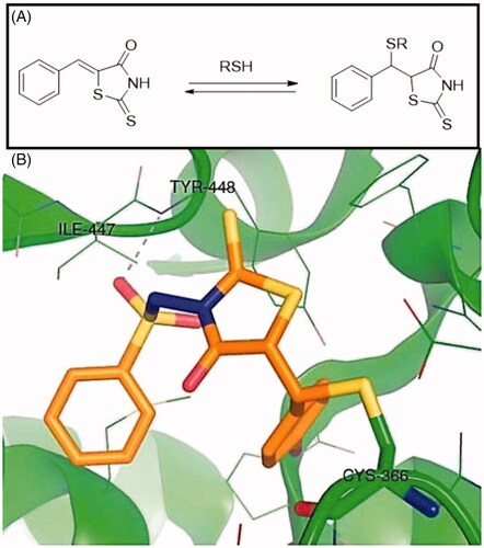 Figure 13. (A) The addition of a nucleophilic sulfhydryl group to the exocyclic double bond of 5 benzylidenerhodanines, (B) Crystal structure of the rhodanine-based inhibitor covalently bound to Cys366 in the active site of HCV RNA polymerase NS5B (PDB code: 2AWZ) [Citation136].