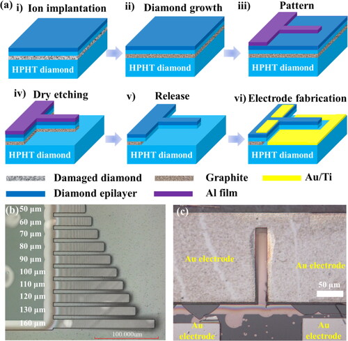 Figure 1. (a) Fabrication process of SCD MEMS resonators through the ion implantation-assisted lift-off (IAL) method. (b) Laser optical image of SCD MEMS resonators with different lengths, ranging from 50 to 160 μm. (c) Optical image of a 140 μm-length SCD cantilever with the electrical actuation configuration.