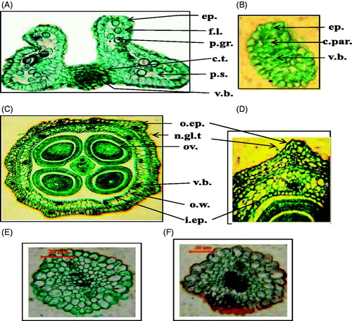 Figure 7. Micromorphology of the androecium and gynaecium of Mentha suaveolens Ehrh. (A) Detailed transverse section of the anther (X = 160). (B) Detailed transverse section of the filament (X = 125). (C) Detailed transverse section of the ovary (X = 160). (D) Ovary wall (X = 333). (E) Transverse section of the style (X = 267). (F) Transverse section of the stigma (X = 217). c.par., cortical parenchyma; c.t., connective tissue; ep., epidermis; f.l., fibrous layer of anther; i.ep., inner epidermis; n.gl.t., non-glandular trichome; o.ep., outer epidermis; ov., ovule; o.w., ovary wall; p.gr., pollen grains; p.s., pollen sac; v.b., vascular bundle.