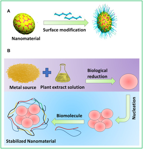 Figure 15 Methods to improve the biological action of metal nanomaterials. (A) Nanomaterials surface modification by biological substances. (B) Green synthesis of metal nanomaterials.