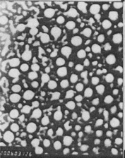 FIG. 1. Transmission electron microscopy photographs (× 20000) of NCTD-loaded microemulsion following negative staining with dilution factor of 1000×.