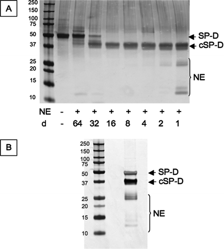 Figure 2  Cleavage of SP-D by neutrophil elastase. (A) 2 μg SP-D were cleaved at 37°C for 30 minutes with different dilutions (d) of neutrophil elastase (NE). This was then scaled up to prepare the antigen to immunise the mice (B). The proteins were separated on 12% w/v acrylamide SDS-PAGE and then visualised by silver staining. cSP-D: cleaved SP-D.