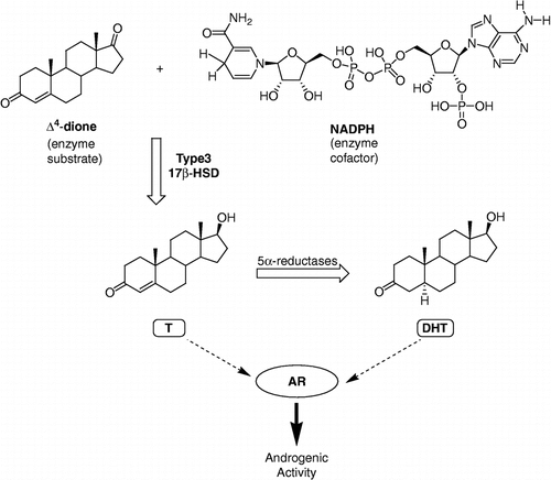 Figure 1 Role of type 3 17β-HSD in the transformation of less potent androgen Δ4-dione into active androgens T and DHT, using the cofactor nicotinamide adenine dinucleotide phosphate (NADPH).