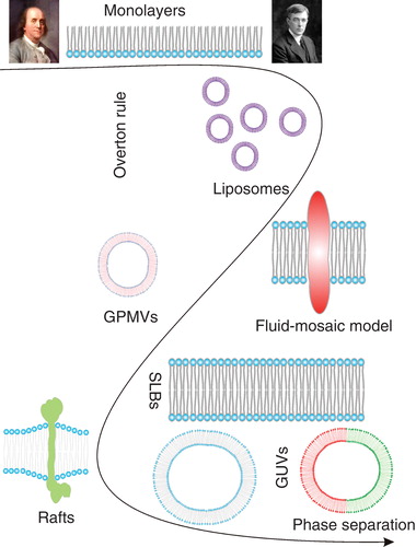Figure 1. Development of model membrane systems. This Figure is reproduced in colour in the online version of Molecular Membrane Biology.