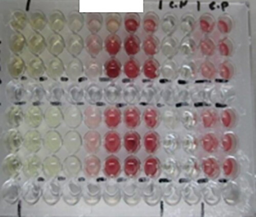 Figure 57. Microtiter plate (96 wells), showing the color change indicating the reduction of TTC by microorganisms.