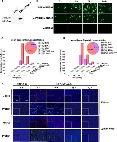 Figure 2. Transfection efficiency of LPP-mRNA-G in cells and biodistribution in the mouse body. (A) HEK-293 T cells were transfected with LPP-mRNA-G. G protein levels in cell lysates at 24 h were measured by western blotting. (B) Transfection efficiency of LPP-mRNA-G. The mRNA-G was transfected into HEK-293 T cells using LPP or the commercial transfection reagent, jetPRIME. The expression of G protein was observed under fluorescence microscopy after incubation for 3, 12, 72, or 96 h. Scale bar, 200 µm. (C) Duration and distribution of LPP-mRNA-G in vivo. Groups of ICR mice (n = 3) were vaccinated with one injection of 15 µg LPP-mRNA-G. Three mice per group were euthanized at 8, 24, 48, and 72 h after inoculation. Draining lymph node, muscle, brain, heart, liver, kidney, spleen, and lung samples were harvested from each mouse for quantitation of mRNA-G levels using b-DNA assays. The pie chart represented the of G-mRNA accumulative distribution of the sum at each timepoint (8, 24, 48, and 72 h) post immunization (top right corner panel). Data are presented as the mean. (D) Duration and distribution of G protein production from LPP-mRNA-G in vivo. Groups of ICR mice (n = 3) were vaccinated with one injection of 10 µg LPP-mRNA-G. Three mice per group were euthanized at 8, 24, 48, and 72 h after inoculation. Draining lymph node, muscle, brain, heart, liver, kidney, spleen, and lung samples of each mouse were harvested for quantitation of G protein expression levels by ELISA. The pie chart represented the of G protein accumulative distribution of the sum at each timepoint (8, 24, 48, and 72 h) post immunization (top right corner panel). Data are presented as the mean. (E) Expression levels of G protein were further detected by immunofluorescence assays using monoclonal antibodies against G protein in lymph nodes and muscle tissues. mRNA concentrations were determined by in situ hybridization using probes specific for the mRNA component of LPP-mRNA. Scale bars, 200 or 50 µm.