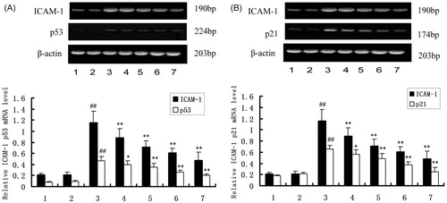 Figure 1. The mRNA expression of ICAM-1, p53 and p21. The cells were pretreated with DTD serum (5, 10, and 20%, 6 h), PFT-α (25 μM, 30 min), and then co-treated with TNF-α (200 U/mL, 15 min). (1) Control group, (2) Control serum group, (3) TNF-α group, (4) 5% DTD serum group, (5) 10% DTD serum group, (6) 20% DTD serum group, and (7) PFT-α group. (A) The expression of ICAM-1 and p53. (B) The expression of ICAM-1 and p21. The band intensities were assessed by scanning densitometry. Data were presented as means ± S.D. of three independent experiments. A one-way analysis of variance was used to compare the multiple group means followed by Newman–Keuls test (##p < 0.01, versus control group; *p < 0.05, **p < 0.01, versus TNF-α group).
