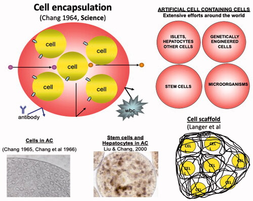 Figure 14. Upper left: Cells inside artificial cells protected from outside. Lower: Cells can be bioencapsulated inside artificial cell or entrapped in scaffold of fibers or nanofibers Upper right: Bioencapsulation of islets, cells, genetically-engineered cells, microorganisms and stem cells. Updated from Chang [Citation9,Citation10] with copyright permission.