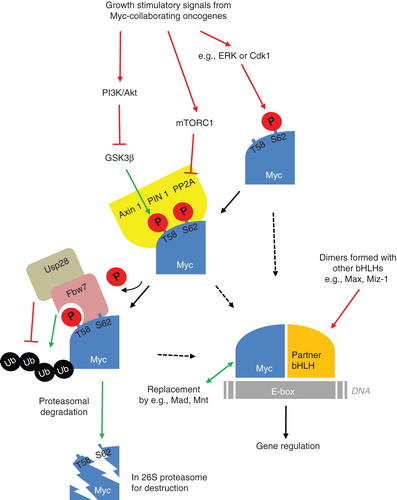 Figure 1. Schematic model of the regulatory pathways for Myc proteins from activating signals of collaborating oncogenes to protein destabilization and proteasomal degradation. Suggested activating pathways (in red) and inhibiting pathways (in green) with putative involvement in brain tumor development and maintenance.