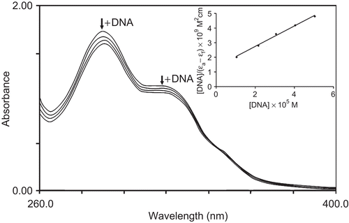 Figure 3.  Absorption spectral traces on addition of Herring Sperm DNA to the solution of complex 1 after incubating it for 10 min at room temperature in phosphate buffer at 7.2 pH. (shown by arrow). Inset: plot of [DNA]/(ϵa-ϵf) versus [DNA] for absorption titration of Herring Sperm DNA with complex 1.
