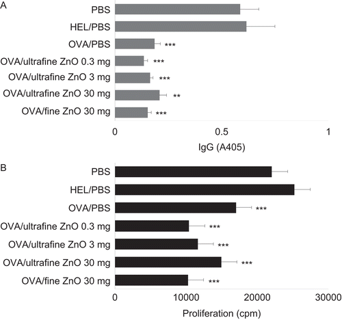 Figure 2.  Effect of zinc oxide (ZnO) on the suppression of anti-ovalbumin (anti-OVA) antibody production and spleen cell proliferation by cells from hosts that had been gavaged with the test antigen. All mice were immunized with OVA on Day 0. To induce oral tolerance, mice were gavaged once with 25 mg of OVA dissolved in phosphate-buffered saline (PBS) on Day −5. As controls, PBS or 25 mg hen egg lysozyme (HEL) were provided in place of OVA at the time of gavage. To examine the effect of ZnO on oral tolerance, PBS, 0.3, 3, or 30 mg of ultrafine ZnO, or 30 mg of fine ZnO were orally administered at the same time when the mice were gavaged. (A) Effect of ZnO on the suppression of anti-OVA IgG antibody production due to earlier oral exposure to the antigen. Serum samples were collected on Day 21 and assayed for anti-OVA IgG antibodies by enzyme-linked immunosorbent assay (ELISA). Values are expressed as mean (± SEM) of samples from six mice/regimen. (B) Effect of ZnO on the suppression of spleen cell proliferative responses to OVA among cells from hosts that had been gavaged with the antigen. On Day 21, spleens were recovered from the mice, and their cells isolated, pooled, and then incubated with OVA (500 µg/mL) for 48 h. Background values for cell proliferation in the absence of OVA ranged from 6000 to 9000 counts per minute (cpm). Values are expressed as mean (± SEM) of triplicate samples from culture supernatants of cells pooled from six mice. Y-axis tags indicate what the mice received during gavage on Day −5. **p < 0.01 and ***p < 0.001 versus PBS treatment group (Dunnett’s test).