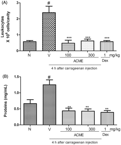 Figure 4. Effects of ACME on total leukocytes (A) and protein extravasation (B) induced by carrageenan in the pleural cavity of mice. Animal received the oral treatment with ACME (100 or 300 mg/kg), or vehicle, and after 1 h, they received an intrapleural injection of Cg (100 μL of a 1% solution/cavity). Control animals received only the vehicles and Naïve animal did not received carrageenan or ACME treatment. Animals were killed after Cg injection. The bars express the mean ± SEM of five animals, compared with the vehicle (V) versus the treated group. **p < 0.01, ***p < 0.001, one-way ANOVA followed by the Student–Newman–Keuls test. #p < 0.001.