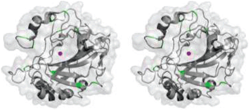 Figure 6.  Stereo cartoon-surface representation of hCA II (gray) showing the analogous positions of cysteines (green) present in all the catalytic hCAs. Active site Zn2+ is shown as a magenta sphere.