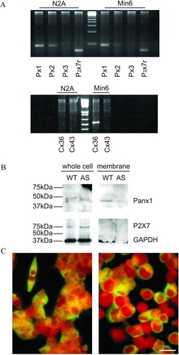 Figure 1 N2A and MIN6 cells differ in connexin but not pannexin expression. (A) RT-PCR showed that N2A cells express pannexin1 (Px1) and pannexin2 (Px2), as well as the P2X7 receptor (P2X7r), but not pannexin3 (Px3) and either connexin36 (Cx36) or connexin43 (Cx43). In contrast, WT MIN6 cells express Px1, P2X7r, and Cx36, little Px2, but no Px3 and Cx43. (B) Western blot of whole extracts and purified membranes showed that both wild type (WT) and Cx36-null MIN6 cells (AS) expressed pannexin1 (Panx1), and inserted the protein into the cell membrane. Both cell types also expressed the P2X7 receptor, which, however, could not be detected on purified membrane extracts of MIN6 cells. (C) Immunofluorescence confirmed the presence of pannexin1 in both the cytoplasm and the membrane of N2A (right panel) and MIN6 cells (left panel). Bar, 20 μm.