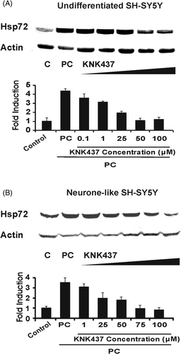 Figure 5. Inhibition of heat-induced expression of Hsp72 by KNK437. Cells were treated with various concentrations of KNK437 1 h before heating at 43°C for 30 min followed by 8 h recovery at 37°C (thermal preconditioning, PC) before harvesting. Control cells (denoted C) were maintained at 37°C throughout. Lysates were subjected to western analysis with anti-Hsp72 and actin antibodies. Levels of induction of Hsp72 were quantified by densitometric analysis of images. (A) Undifferentiated SH-SY5Y cells. (B) Neurone-like SH-SY5Y cells. In both cases, fold induction was normalised to the level of Hsp72 in the respective control. Note that for all concentrations of KNK437 applied, the input of DMSO was held constant; vehicle DMSO alone at 0.1% as used here had no measurable effect on Hsp72 levels. All results are from three independent experiments. Error bars indicate standard deviation.