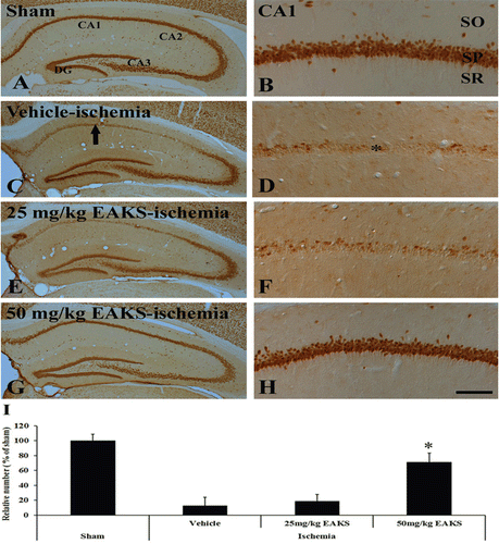 Figure 1.  NeuN immunohistochemistry in the CA1 region of the sham (A, B), vehicle-ischemia (C, D), 25 mg/kg EAKS-ischemia (E, F) and 50 mg/kg EAKS-ischemia (G, H) groups at 4 days postischemia. In the vehicle-ischemia and 25 mg/kg EAKS-ischemia groups, NeuN-positive neurons (asterisk) are rare in the CA1 region (arrow). However, with the 50 mg/kg EAKS-ischemic group, NeuN-positive neurons are abundant in the CA1 region. SO, stratum oriens; SP, stratum pyramidale; SR, stratum radiatum. Scale bar = 50 µm. G: Relative analysis in the number of NeuN-positive neurons in each group 4 days postischemia (n = 7 per group; *P < 0.05, significantly different from the vehicle-ischemia group). The bars indicate the means ± SEM.