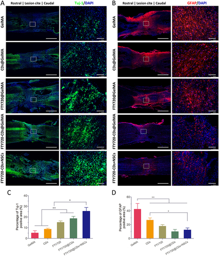 Figure 10 (A) Regeneration of neurons at the lesion site in different groups. Scale bar: 100 μm. (B) nerve fiber regeneration and axonal myelin re-formation in different groups. Scale bar: 100μm. (C) Percentage of Tuj-1 positive area in different groups. (D) Percentage of GFAP positive area in different groups. *, **P<0.05 and P<0.01, respectively.