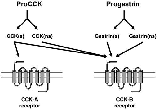 Figure 5. The homologous hormone precursors proCCK and progastrin are both processed to sulfated (s) and nonsulfated (ns) bioactive peptides. Only sulfated CCK peptides are, however, bound with high affinity to the CCK-A receptor, whereas the CCK-B receptor binds all the α-amidated peptide products of both proCCK and progastrin.