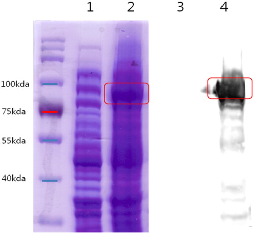 Figure 2. Confirmation of recombinant protein expression (UreB). Notes: Results of SDS-PAGE and Western-blot analysis of Urease B protein. pET32a-UreaseB 81 kDa. SDS-PAGE, Lane 1,3- Before IPGT induction; 2,4- After IIPGT induction.