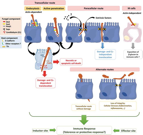 Figure 4. Invasion of C. albicans through the intestinal epithelial barrier.Schematic representation of the different mechanisms used by C. albicans to translocate through the gut mucosa: (i) the transcellular route, (ii) the paracellular route, (iii) the translocation through M cells, and (iv) the alternate route that may occur. Als3, Agglutinin-Like Sequence 3; Ssa1, Heat shock protein ssa1; Hwp1, Hyphal wall protein 1; Saps, Secreted Aspartyl Proteases; CL, Candidalysin; TJs, Tight Junctions; LDH, Lactate dehydrogenase; Ca2+, Calcium.