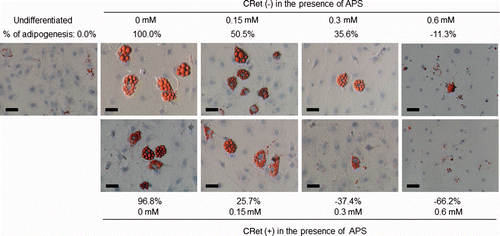 Figure 5. Inhibition of intracellular lipid accumulation by APS in combined application of hyperthermia at 41°C for 1 min using a CRet system [CRet (+)] in OP9 cells with comparing to differentiated control of sham-manipulated [CRet (−)] as observed using a Hoffman modulation contrast microscope. OP9 cells were treated as described in Figure 3. Scale bars = 50 µm, magnification: ×200.