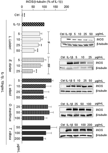 Figure 2. Effect of EOs on iNOS protein expression in human chondrocytes left untreated (Ctrl) or treated with IL-1β, 10 ng/mL, for 24 h, after pre-treatment with each EO. The images shown are representative of, at least, three independent experiments. **p < 0.01 and ***p < 0.001 relative to cells treated with IL-1β. #p < 0.05 and ##p < 0.01 between different concentrations of the same essential oil (one-way ANOVA).