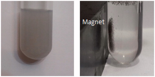 Figure 6. Separation-redispersion behaviour of cisplatin-loaded P(NIPAM-co-DMA)/Fe3O4 nanocomposite: without external magnetic field (left), with external magnetic field (right).