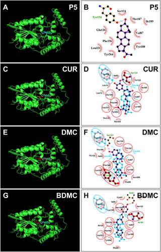 Figure 7. Molecular docking of curcumin (CUR), demethoxycurcumin (DMC) and bisdemethoxycurcumin (BDMC) with human 3β-HSD2: 3D model (cyan, A) and 2 D model (purple, B) of P5 with h3β-HSD2; 3D superimposed image of CUR (C) DMC (E), BDMC (G): curcuminoid (red) occupies P5 (cyan) binding site; 2D superimposed image of CUR (D), DMC (F), BDMC (H): each curcuminoid (purple) overlaps P5 (cyan) contact residues (red circle) with the hydrogen bond (dotted line).
