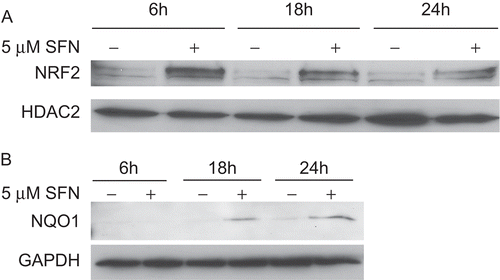Figure 3.  Immunoblot analysis of NRF2 and NQO1 in BEAS-2B cells treated with DMSO (as a control) or 5 µM SFN for various lengths of time. (A) Immunoblots of the nuclear extracts from the treated cells were probed with an anti-human NRF2 antibody, stripped, and re-probed with an anti-human HDAC2 antibody. (B) Immunoblots of the cytosolic extracts were probed with an anti-human NQO1 antibody, stripped, and re-probed with an anti-human GAPDH antibody.