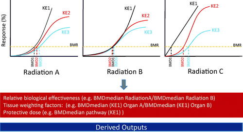 Figure 4. Schematic showing how key events in an adverse outcome pathway can be the basis of experimental design and data interpretation using the BMD approach and provide information on relative biological effectiveness, tissue weighting factors and the protective dose. AOP: adverse outcome pathway; KE: key events; BMD: benchmark dose. Additional details on derived outputs can be found in Chauhan et al. (Citation2016).