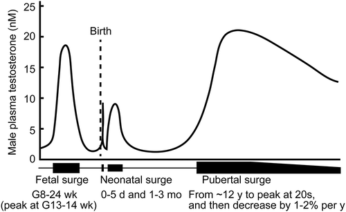 Figure 1. Testosterone surges in a human male. Three testosterone surges–fetal, neonatal, and pubertal surges, are indicated. Testosterone levels among men (in Western countries) decline with age. G, gestation; mo, month; wk, week; y, year.