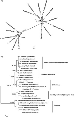 Figure 5. Phylogenetic relationship of Period and Cryptochrome protein sequences. Period (A) and Cryptochrome (B) phylogenetic relationship with homologous proteins in other organisms were reconstructed with Maximum Likelihood (ML) and Bayesian methods. The Cryptochrome tree is rooted on a photolyase found in several taxa, including N. vitripennis. The Period tree is unrooted. Bayesian posterior probability (first) and ML bootstrap values (second) are separated by commas and indicated for relevant branches only when they are greater than 70%. N. vitripennis Cryptochrome is confusingly recorded as “Cryptochrome-1” in NCBI even though it is clearly of the vertebrate type (i.e. Cry2). N. vitripennis proteins are highlighted in bold. For amino acid substitution models see materials and methods. Species and GeneBank accession numbers for sequences used in the analyses can be found in Table S1 (supplementary material).