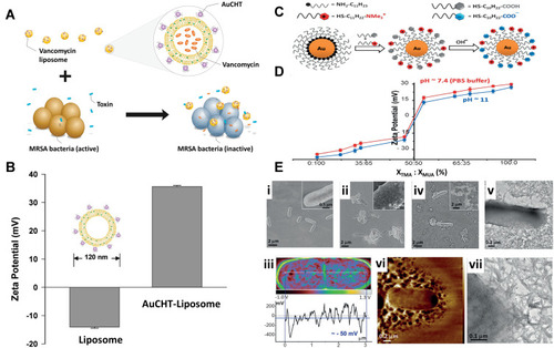 Figure 12 (A) Schematic principle of bacterial toxin-triggered antibiotic release from gold nanoparticle stabilized liposomes to treat toxin-secreting bacteria. Vancomycin-loaded liposomes are protected by absorbing chitosan-coated gold nanoparticles (AuCHT) onto their surface to prevent them from fusing with one another or with bacterial membranes. Once the AuCHT-stabilized liposomes (AuCHT-liposome) encounter bacterial toxins, the toxins will form pores in the liposome membranes and thus release the encapsulated antibiotics, which subsequently kill or inhibit the growth of the bacteria that secrete the toxins. (B) The surface ζ potential (mV) of bare liposome (without AuCHT) and AuCHT-liposome with a liposome/AuCHT molar ratio of 1:300. Adapted with permission from Pornpattananangkul D, Zhang L, Olson S, et al. Bacterial toxin-triggered drug release from gold nanoparticle-stabilized liposomes for the treatment of bacterial infection. J Am Chem Soc. 2011;133(11):4132–4139. Copyright (2011) American Chemical Society.Citation142 (C) Illustration of the synthesis of mixed-charge TMA/MUA nanoparticles. The relative compositions of these thiols in solution used for NP functionalization and on the resulting NPs are generally different, which is why the latter have to be determined independently by methods such as core etching followed by NMR. (D) Quantification of the NP charge polarities plotted against the composition of the mixed on-particle SAMs (composition expressed as XTMA:XMUA ratios as determined by core-etching/NMR analyses). The blue curve is for pH 11 and fully deprotonated MUAs; the red curve is for pH 7.4 (PBS buffer) under which conditions a small fraction of the MUAs is protonated (and hence the curve shifts slightly upwards compared to the one for pH 11). Error bars are based on three separate measurements. (E) Microscopic studies of bacteria treated with different types of mixed-charge NPs. Scanning electron microscopy (SEM) images of E. coli incubated with i) pure-MUA and ii) pure-TMA NPs. Inset in (B) shows TMA NPs adsorbing on the bacteria. For TEM images resolving the individual NPs. iii) Kelvin force microscopy (KFM) image of an E. coli bacterium illustrating its net negative surface potential of about 50 mV (blue horizontal line). iv) SEM, v) TEM, and vi) AFM images of E. coli after incubation with cTMA:cMUA=80:20 AuNPs evidencing the rupture of the bacterial cell wall. vii) TEM image showing cTMA:cMUA=80:20 AuNPs (small dark dots) associated with the intracellular material leaked from the bacterium upon lysis. Adapted from Angewandte Chemie International Edition, Vol 55/ Issue 30, Pillai PP, Kowalczyk B, Kandere-Grzybowska K, Borkowska M, Grzybowski BA, Engineering gram selectivity of mixed-charge gold nanoparticles by tuning the balance of surface charges, Pages No.8610–8614, Copyright (2016), with permission from John Wiley and Sons. © 2016 WILEY‐VCH Verlag GmbH & Co. KGaA, Weinheim.Citation143