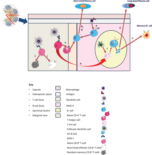 Figure 1. Schematic representation of vaccine-induced immune responses in the draining lymph node.(Adapted from: Chen Z, Gao X, Yu D. Longevity of vaccine protection: Immunological mechanism, assessment methods, and improving strategy. View, 2022; 3, 20200103).