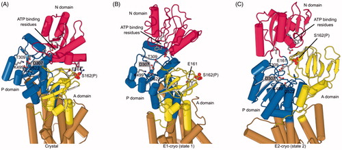Figure 7. Phosphorylation and structural environment of Ser162. This residue is part of the conserved TGES motif in the A domain (yellow), which occupies different configurations in the three structures. (A) Crystal structure which represents the E1 enzymatic state. (B) State 1 structure from cryo-EM which also represents the E1 state. (C) State 2 from cryo-EM which represents the E2 state. The phosphor-serine, S162(P), mediates a salt bridge with two non-conserved residues in the N domain (red) in the X-ray structure. The A domain is known to be highly mobile and although its resolution in cryo-EM maps was not sufficient to see the phosphate, the juxtaposition of A and N domains in these two structures indicated that the salt bridge could not be formed. In state 2, E161 is seen approaching the catalytic aspartate (D307) in the P-domain (blue), which reflects its role in hydrolysis of the phosphoenzyme in the E2 state.