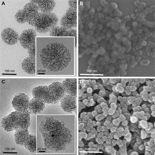 Figure 1 Morphology of Ag-MSNs.Notes: TEM image of (A) MSNs and (C) Ag-MSNs. SEM image of (B) MSNs and (D) Ag-MSNs.Abbreviations: Ag-MSNs, silver-decorated mesoporous silica nanoparticles; MSNs, mesoporous silica nanoparticles; SEM, scanning electron microscope; TEM, transmission electron microscope.